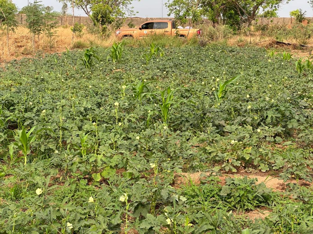 Culture associée de maïs et de gombo