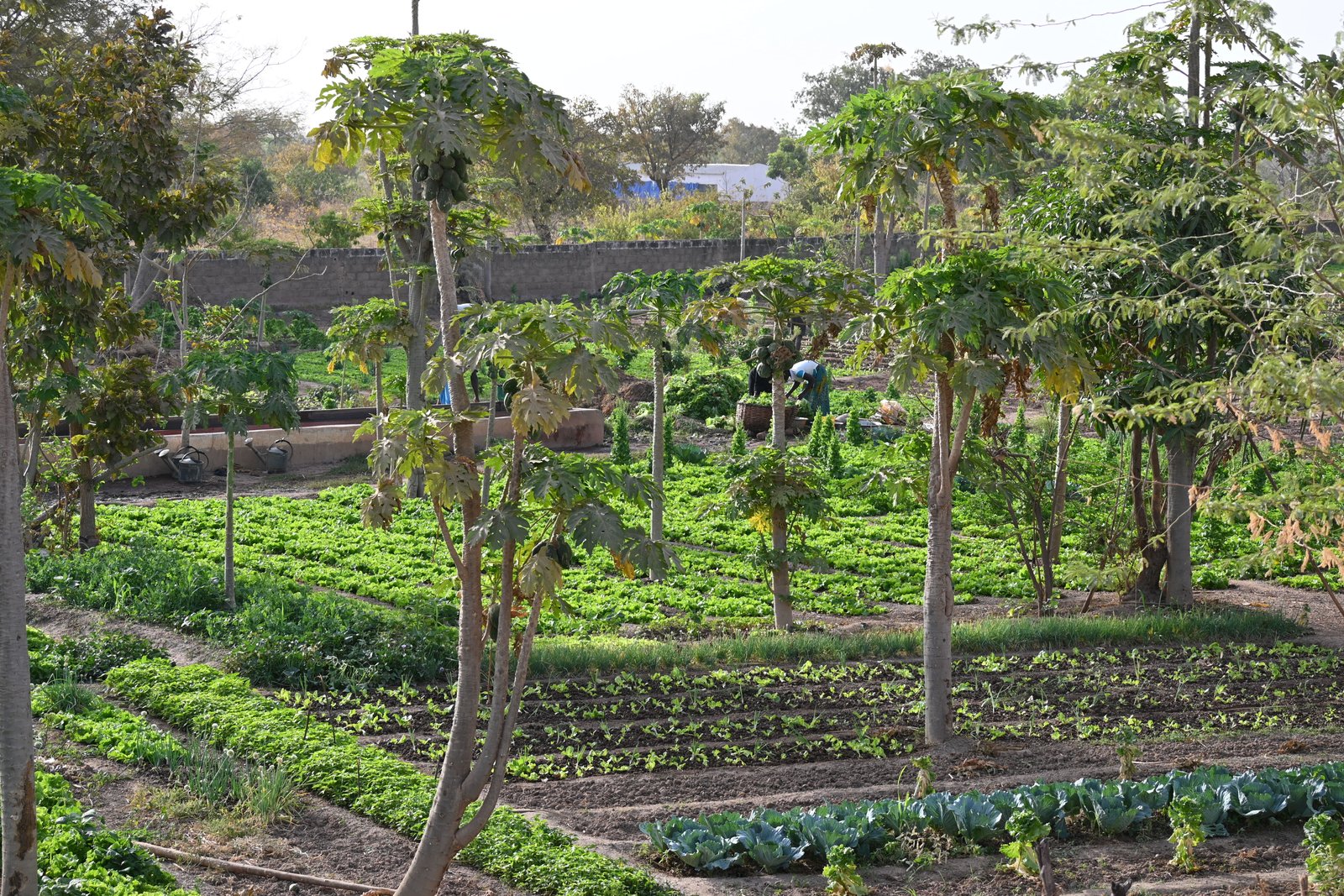 Production combinée laitue papayer