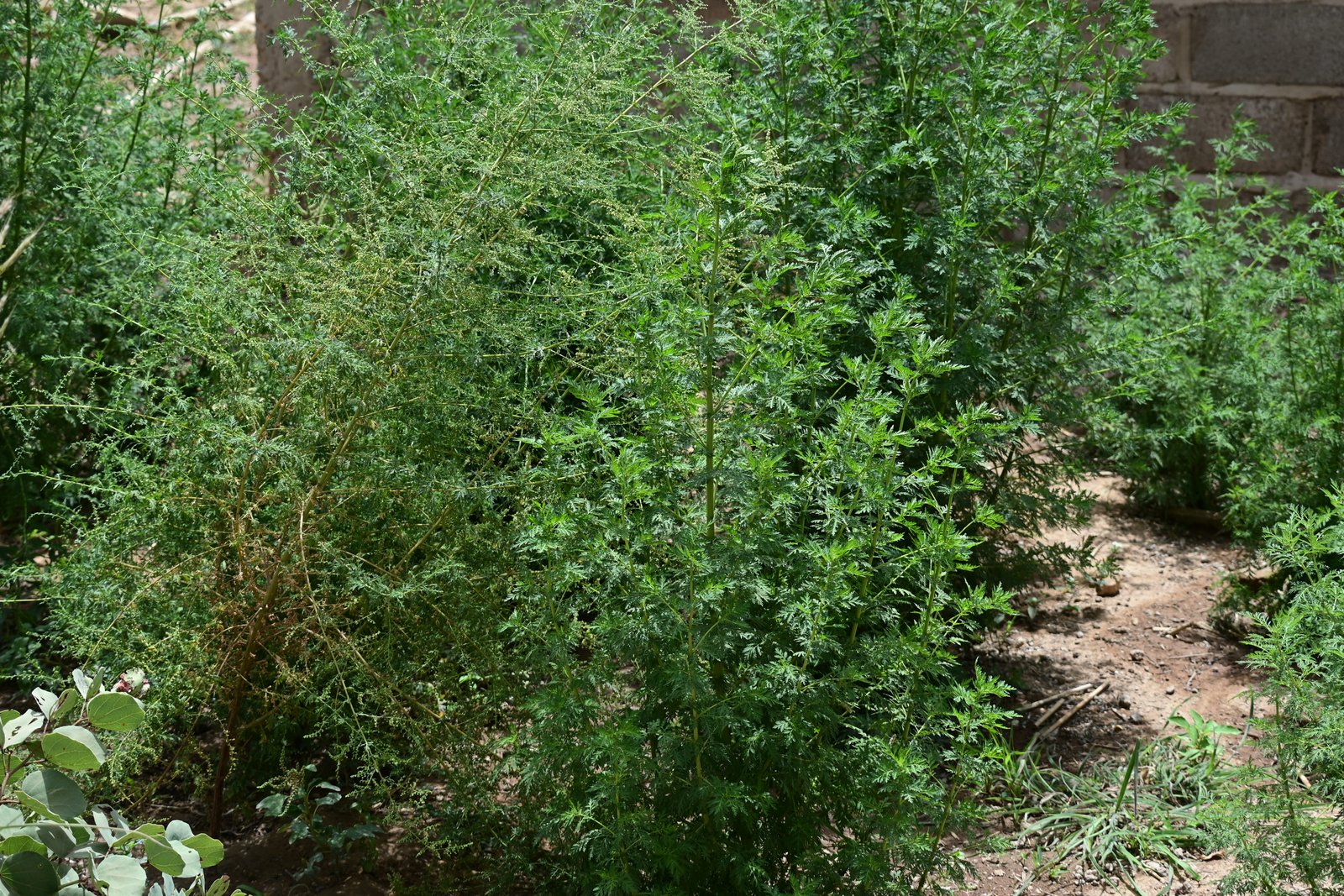 Artemisia annua
