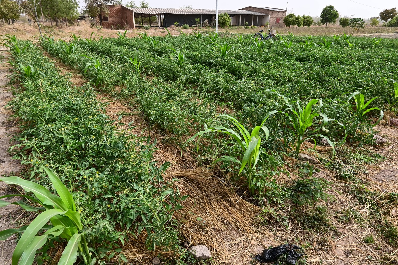 Production de tomate bio