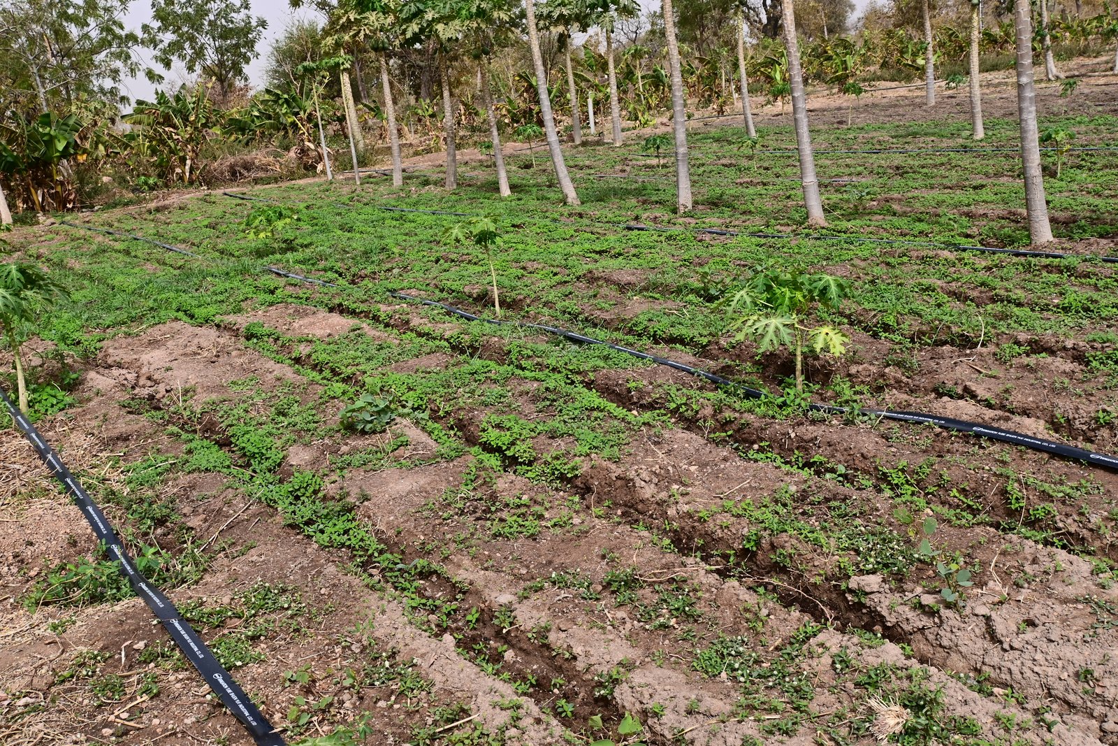 Système d'irrigation