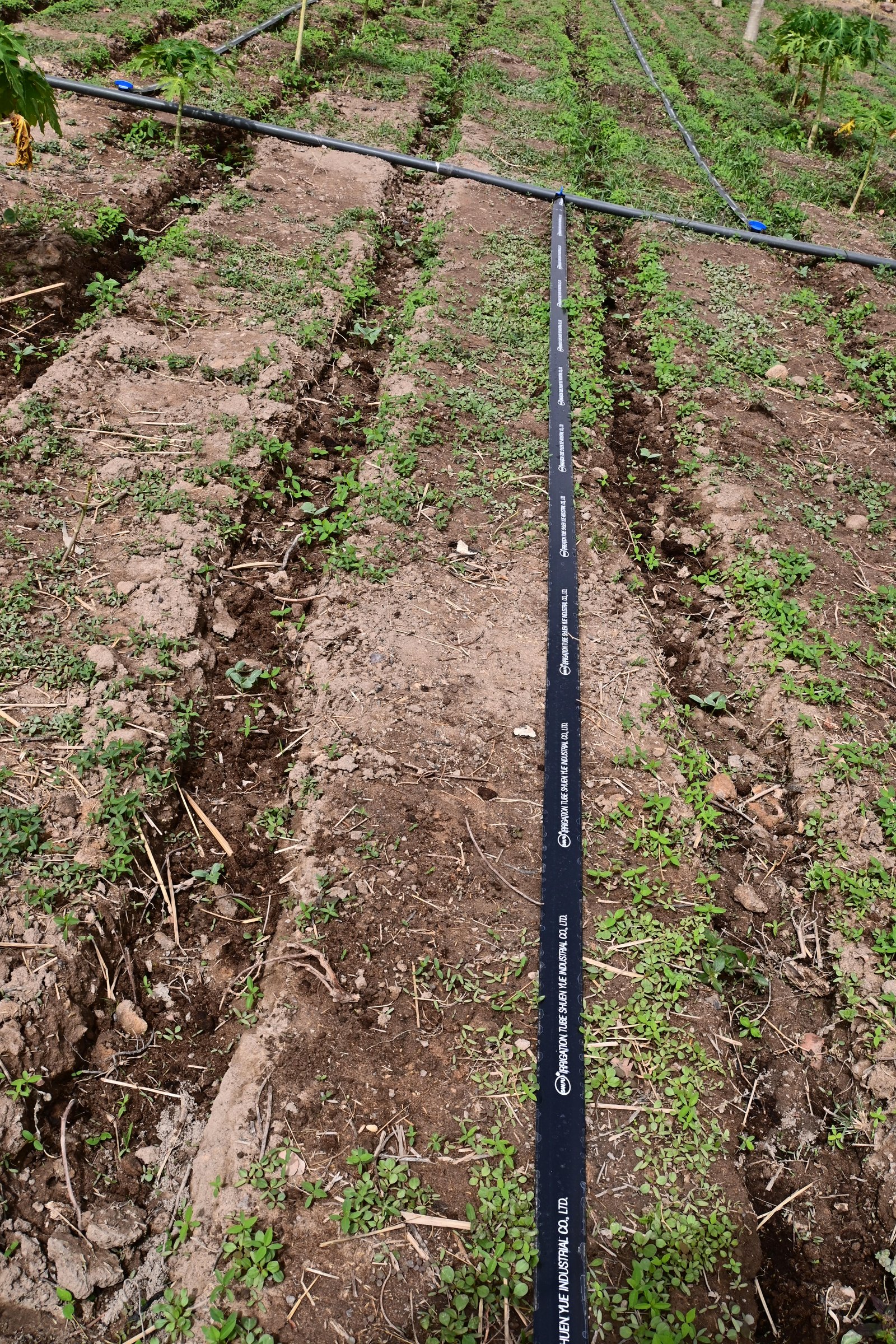 Irrigation goutte à goutte