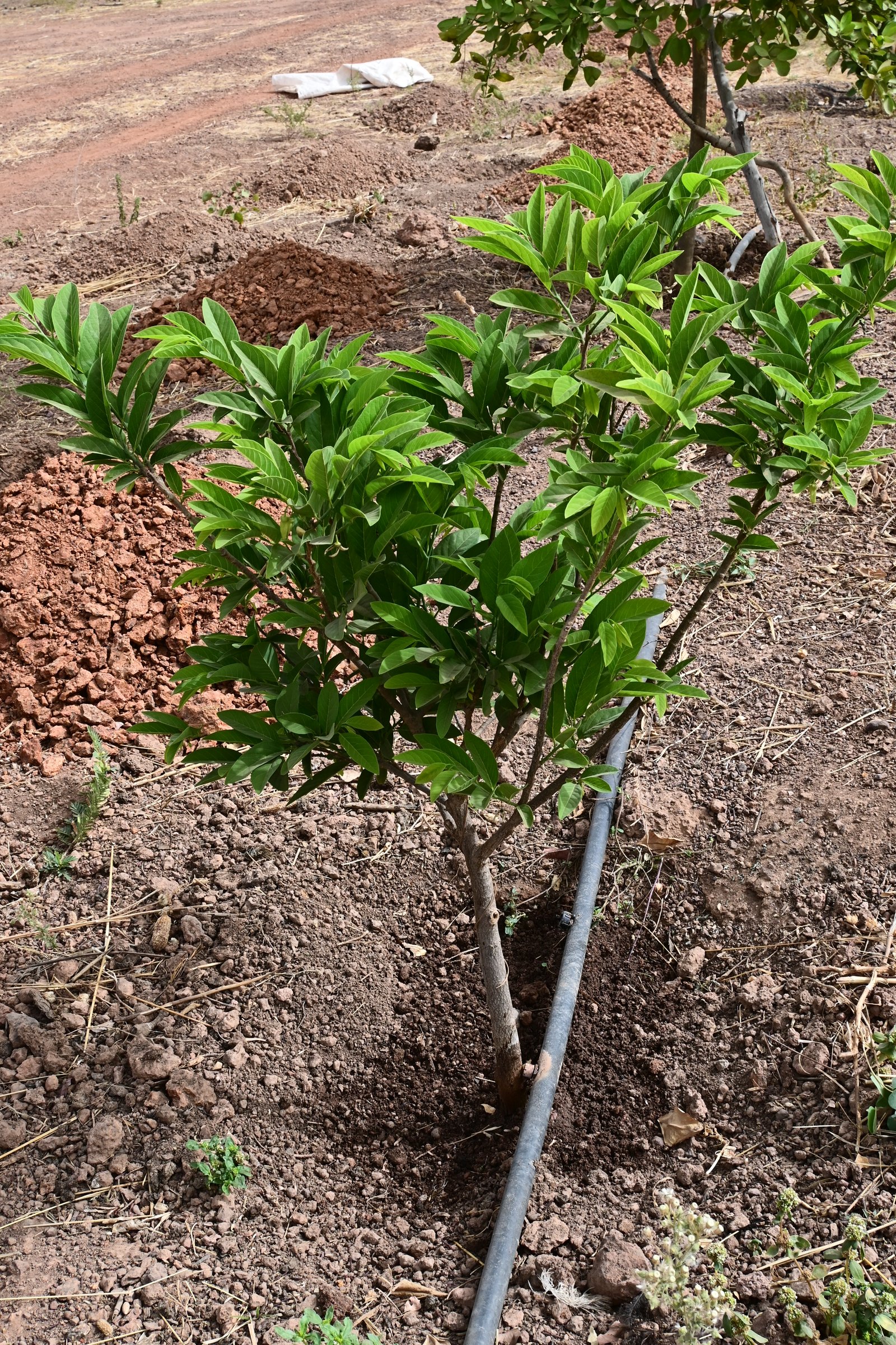 Jeune plant de corosol