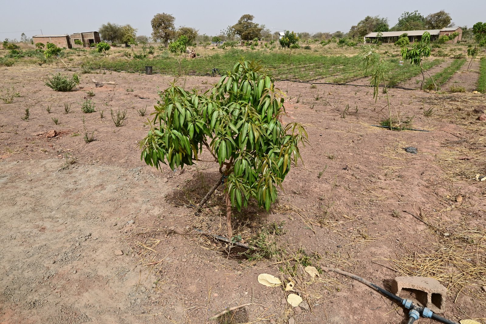 Jeunes plants de manguiers