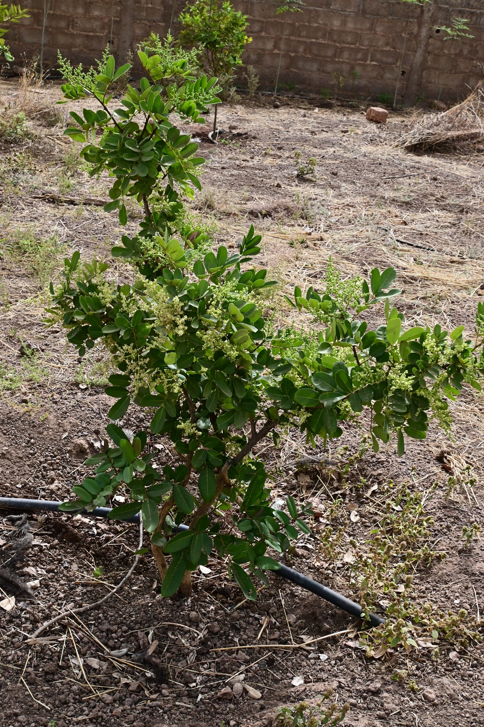 Jeunes plants du fagara