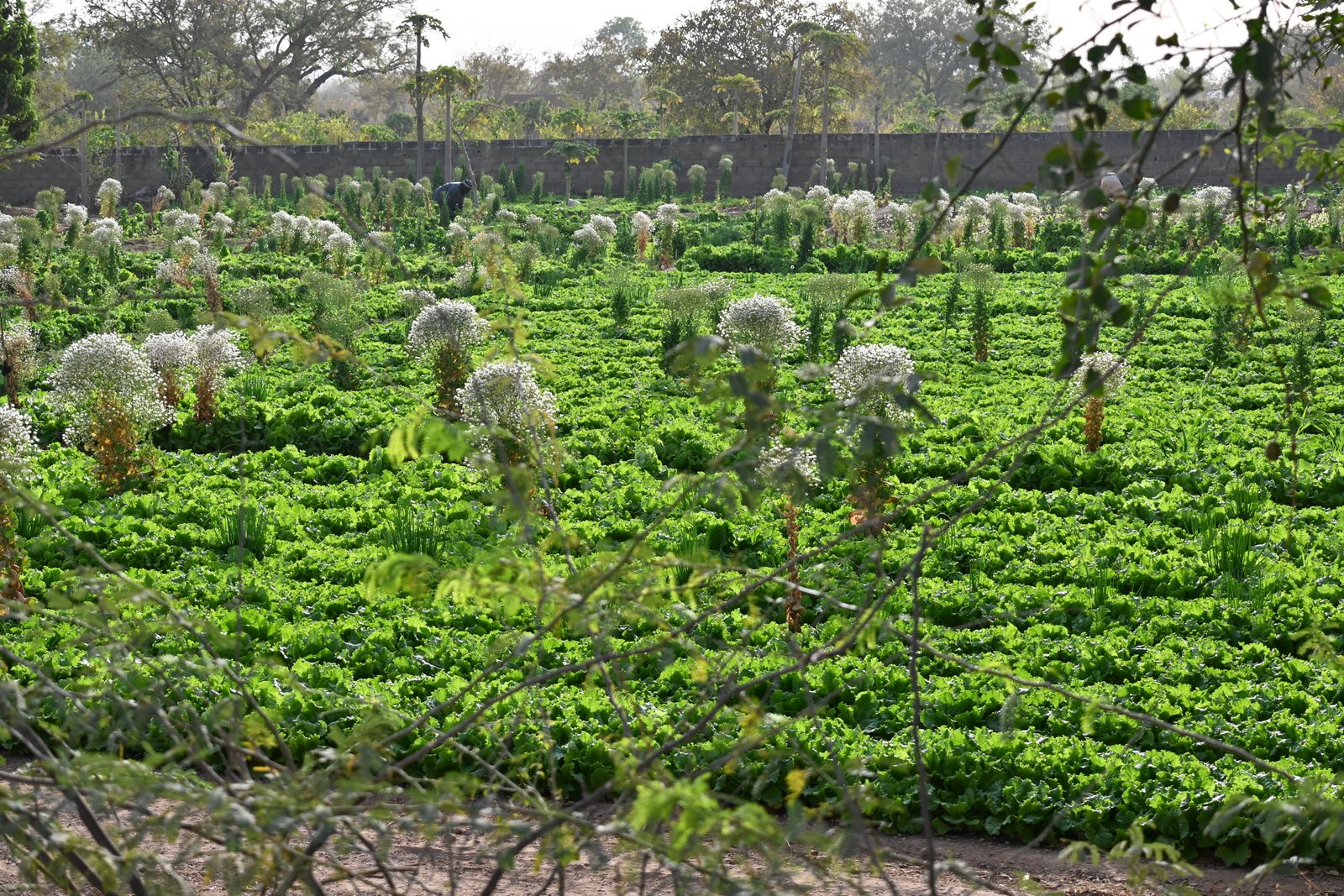 Production de laitue