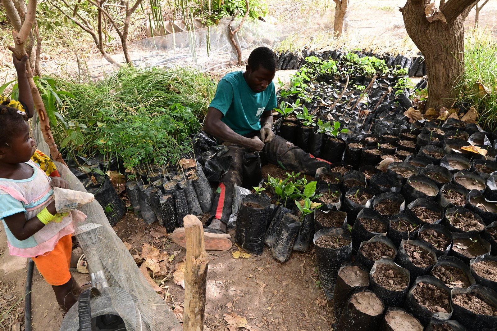 Pépiniériste au travail