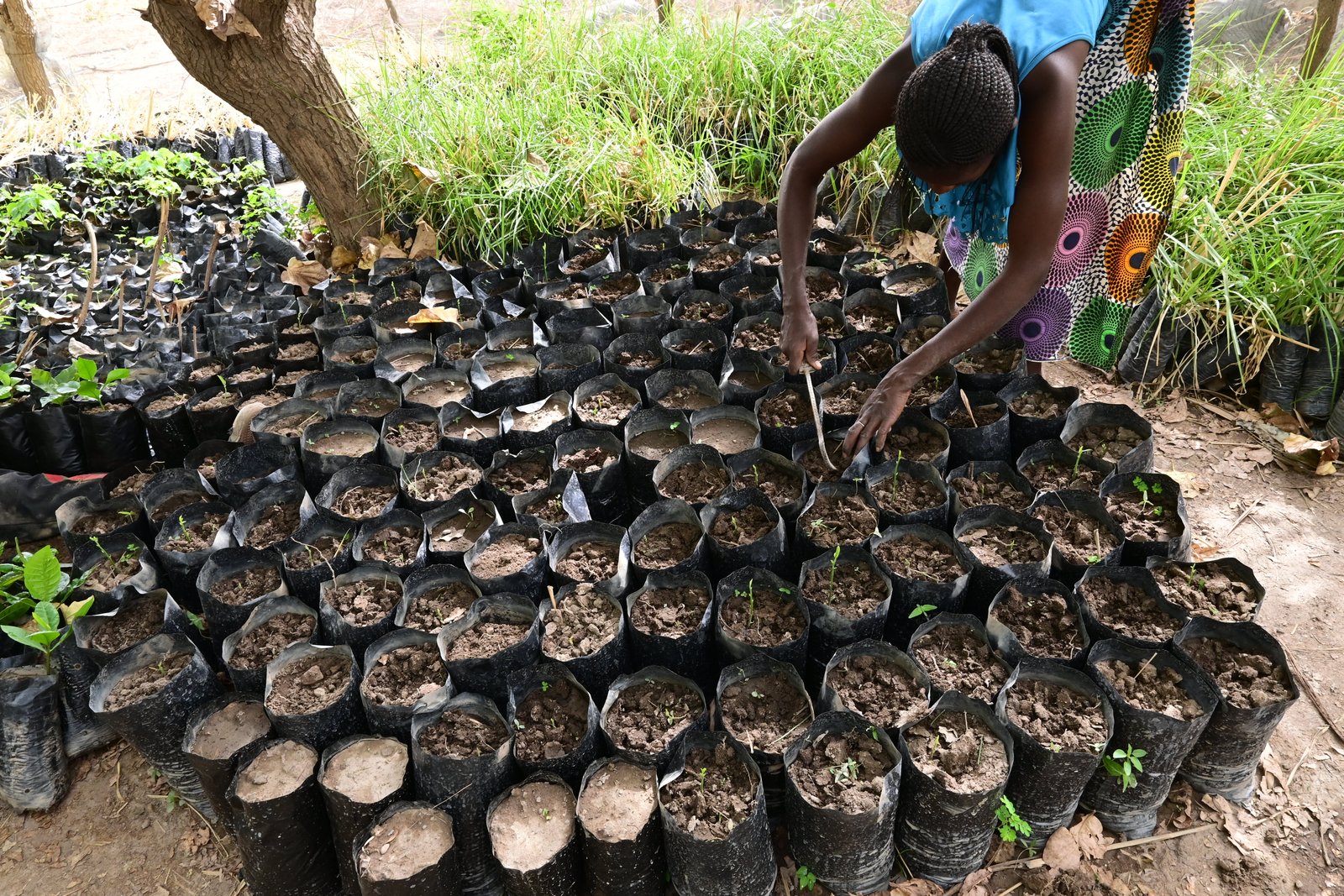 Pépinière du CFAES