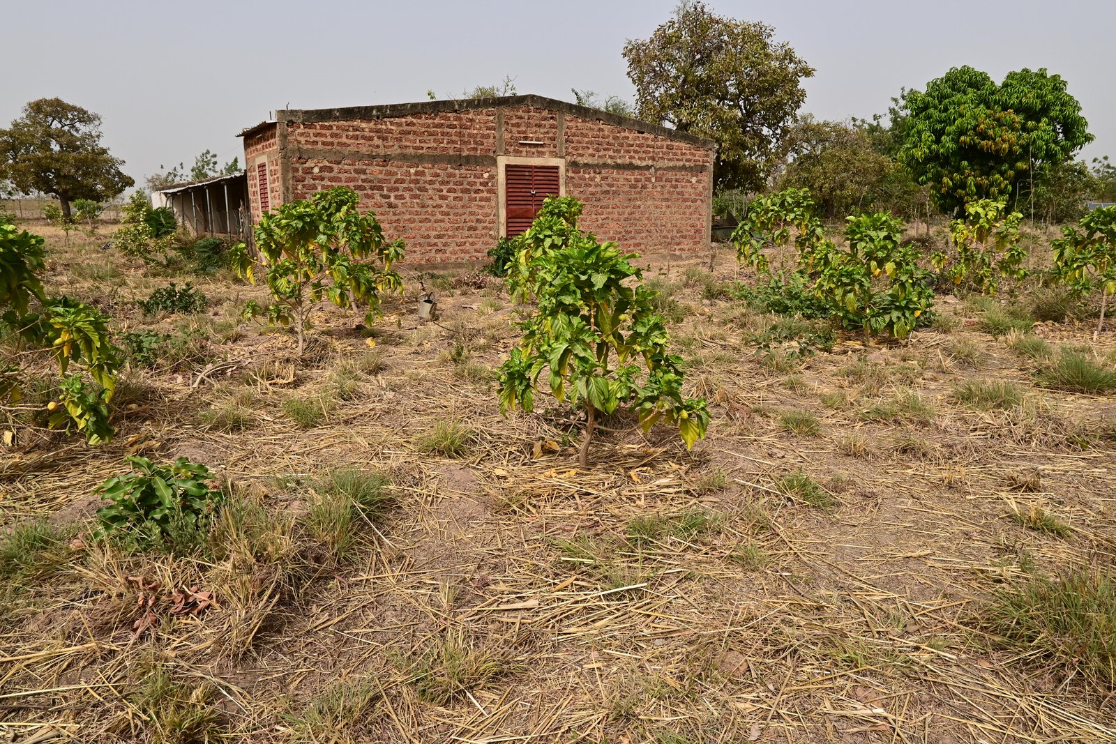 Population de morinda citrifolia