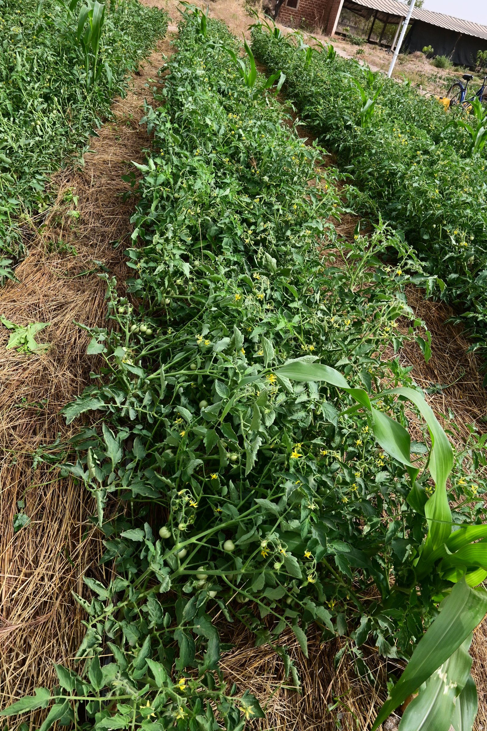 Production de tomate