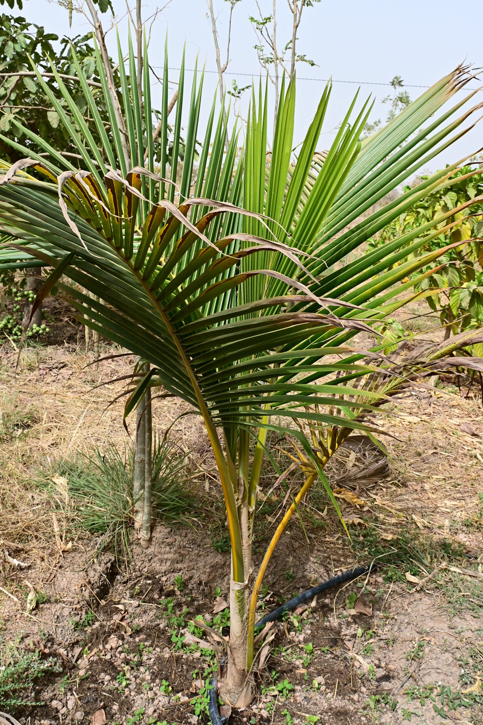 Un pied de cocotier