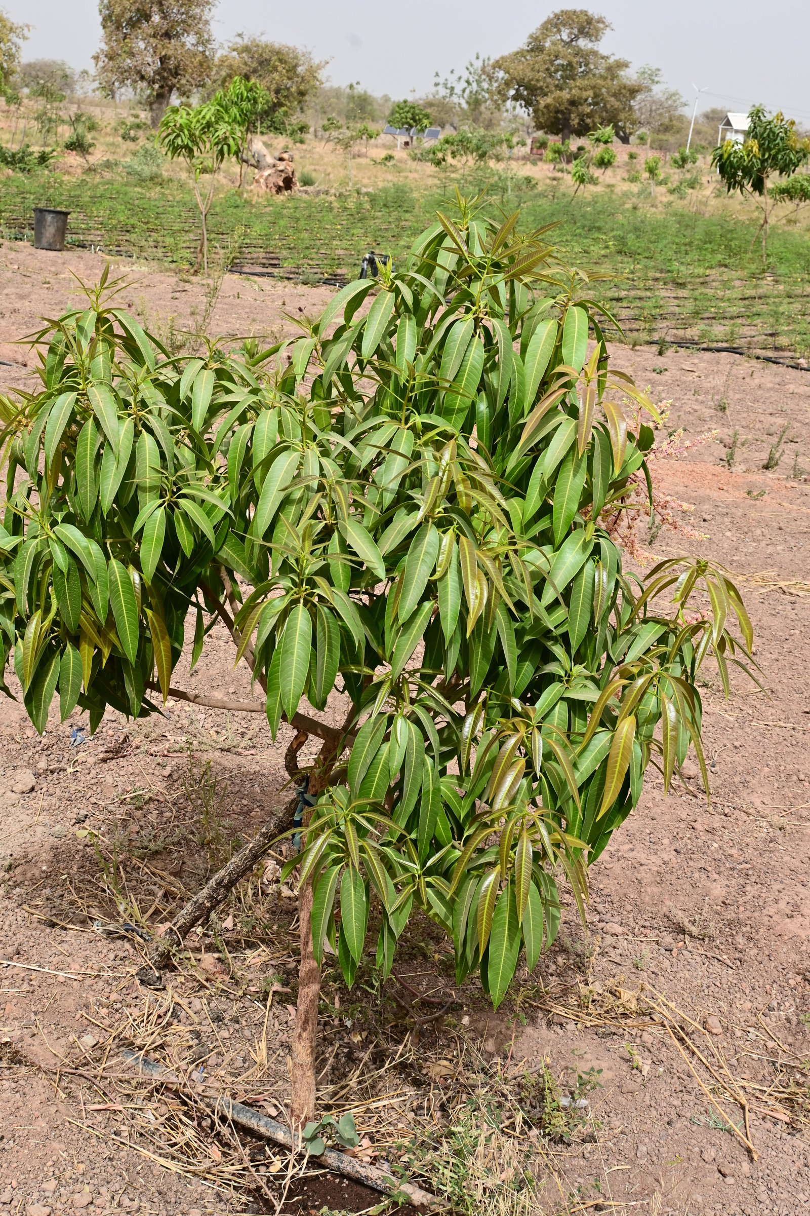 Un pied de jeune manguier